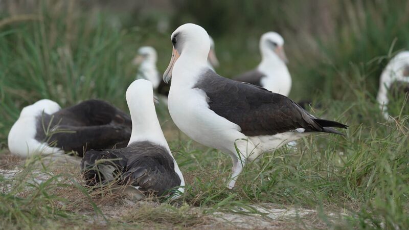 TikTok 在美国上线“同城”频道，基于地理位置推送本地内容-青柠社区-海外华人社区